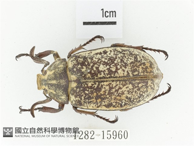 臺灣長鬚金龜藏品圖，第1張