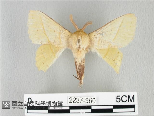 青枯葉蛾藏品圖，第1張