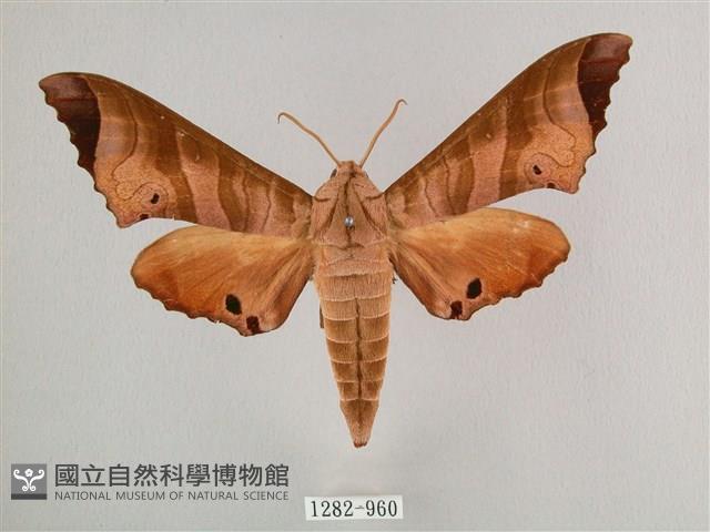 黑角六點天蛾藏品圖，第1張