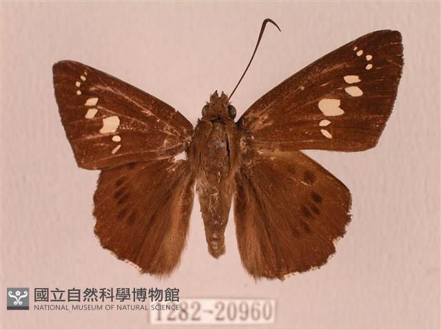 臺灣瑟弄蝶藏品圖，第1張