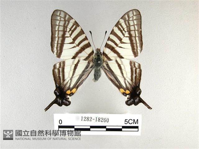 劍鳳蝶藏品圖，第1張