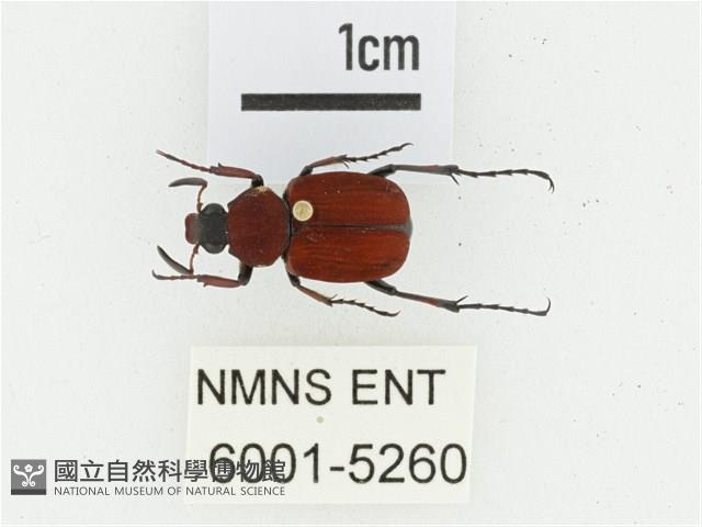 血紅虎斑花金龜藏品圖，第1張