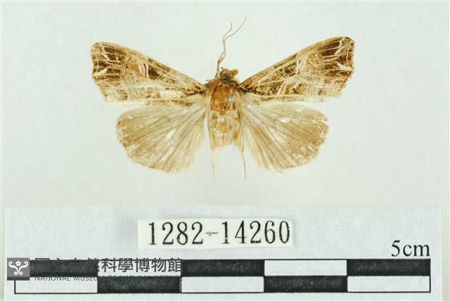 粉紅帶散紋夜蛾藏品圖，第1張