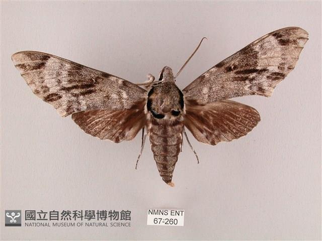 粗斜紋天蛾藏品圖，第1張