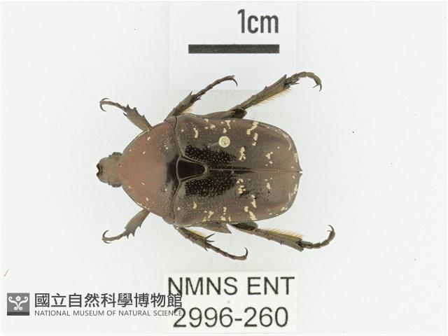 東方白點花金龜藏品圖，第1張