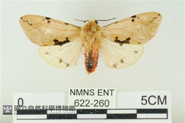 棍棒污燈蛾藏品圖，第1張