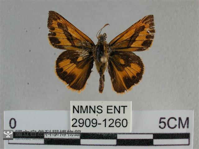 竹橙斑弄蝶藏品圖，第1張