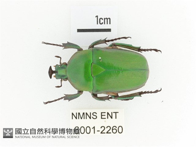 臺灣扇角金龜藏品圖，第1張