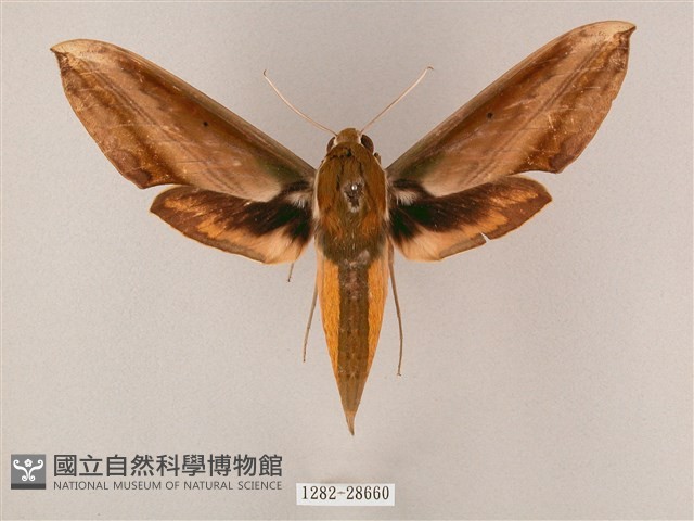 綠背斜紋天蛾藏品圖，第1張