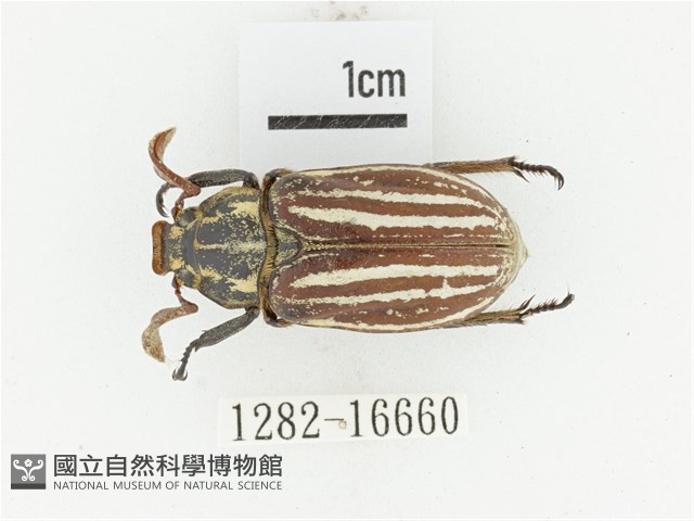 臺灣白條金龜藏品圖，第1張