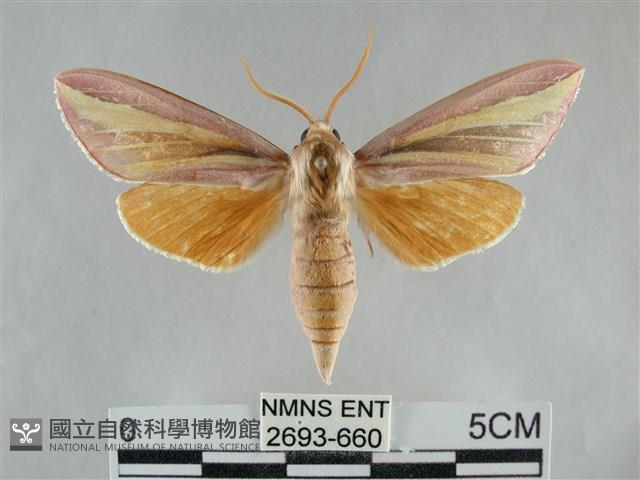 雙黃條天蛾藏品圖，第1張