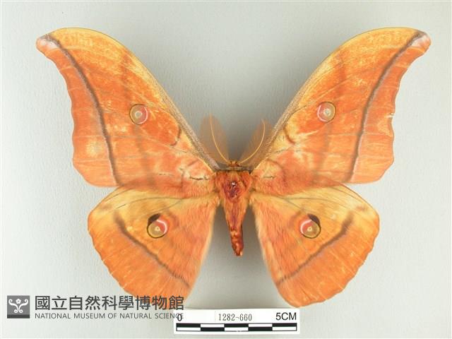 大透目天蠶蛾藏品圖，第1張