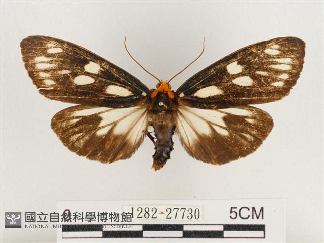 巨網燈蛾藏品圖，第1張