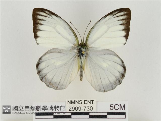 淡褐脈粉蝶藏品圖，第1張