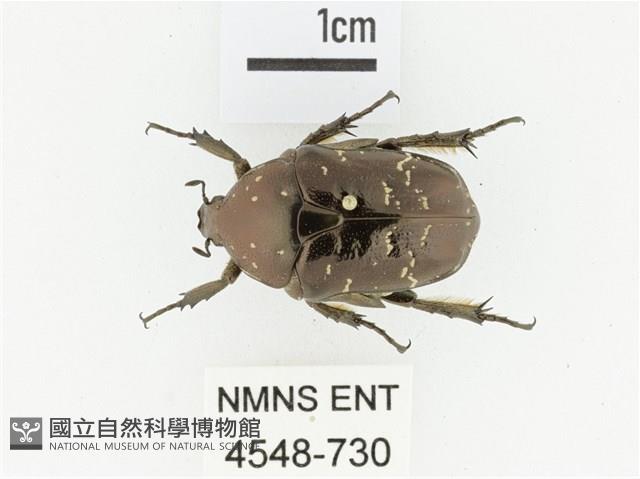 東方白點花金龜藏品圖，第1張