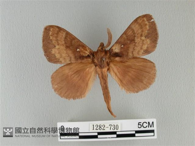 波紋枯葉蛾藏品圖，第1張