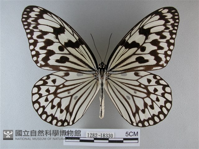 大白斑蝶藏品圖，第1張