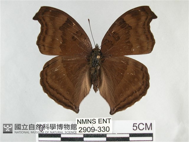 黯眼蛺蝶藏品圖，第1張
