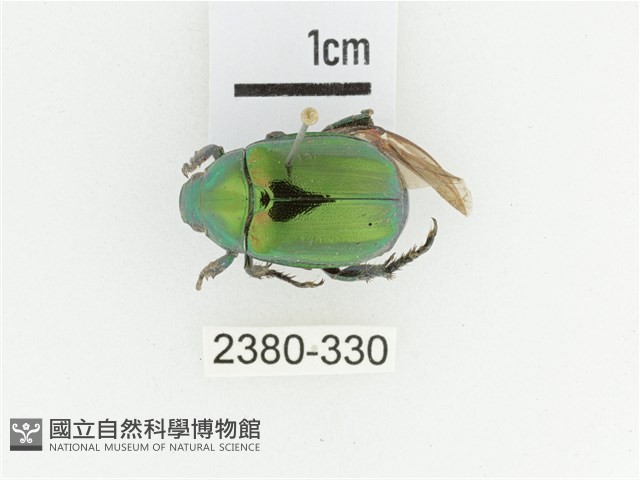 艷金龜藏品圖，第1張