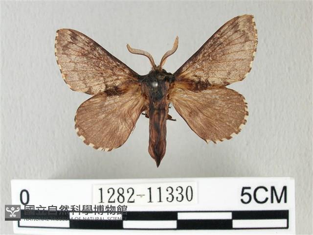 銀肩枯葉蛾藏品圖，第1張