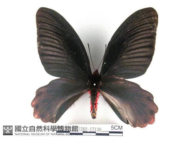 曙鳳蝶藏品圖，第1張