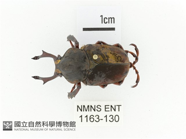 臺灣角金龜藏品圖，第1張