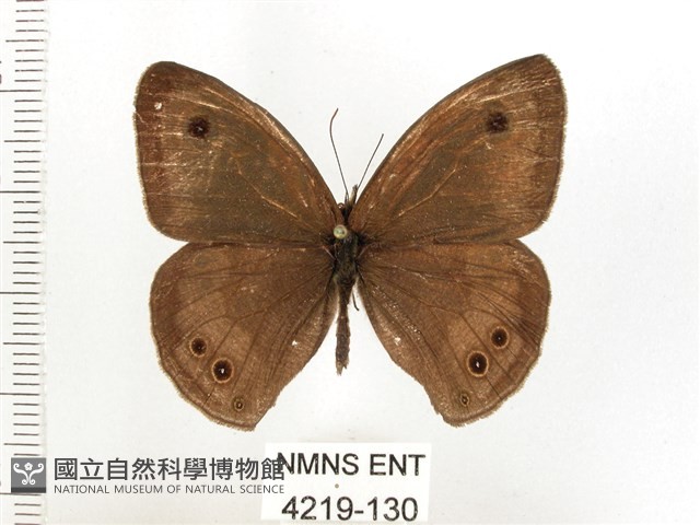 白漪波眼蝶藏品圖，第1張