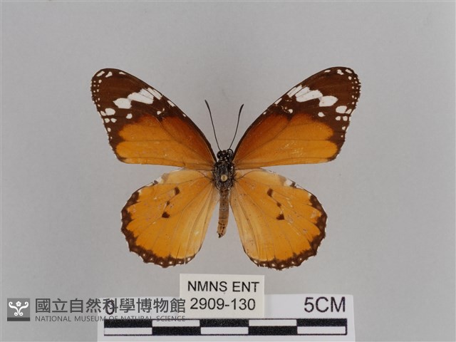 樺斑蝶藏品圖，第1張
