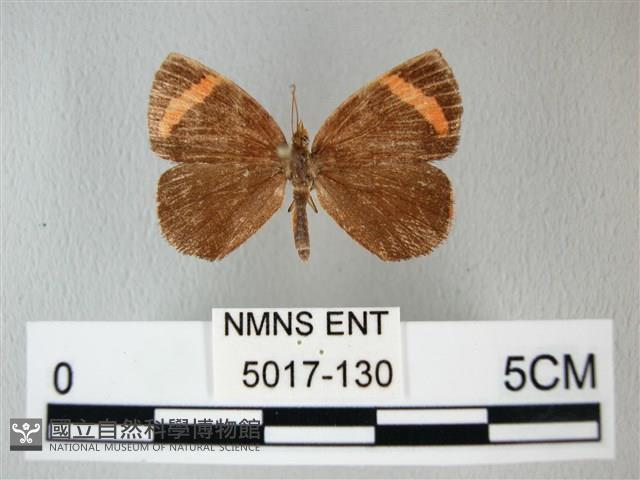 帶錨紋蛾藏品圖，第1張