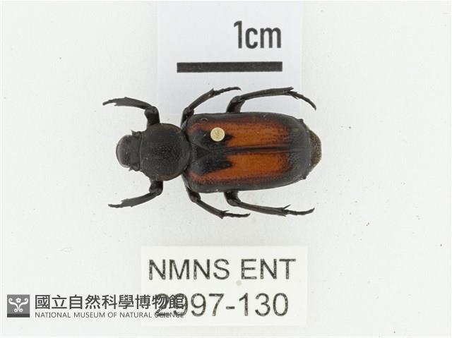 臺灣跗花金龜藏品圖，第1張