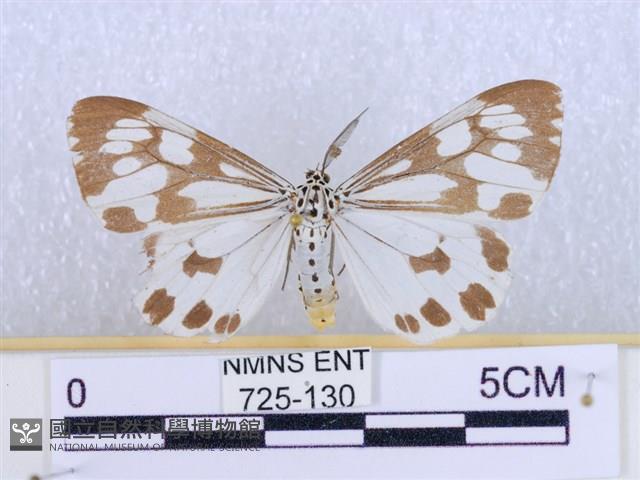 粉蝶燈蛾藏品圖，第1張