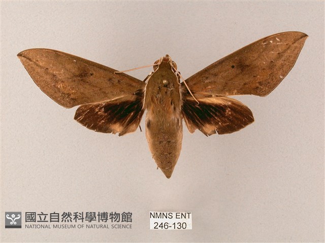 間斷斜紋天蛾藏品圖，第1張