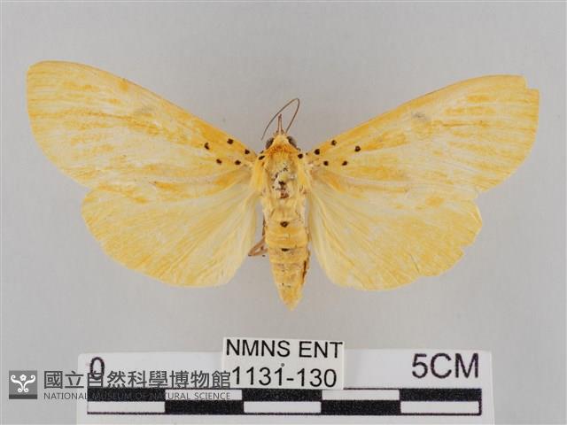 橙擬燈蛾藏品圖，第1張