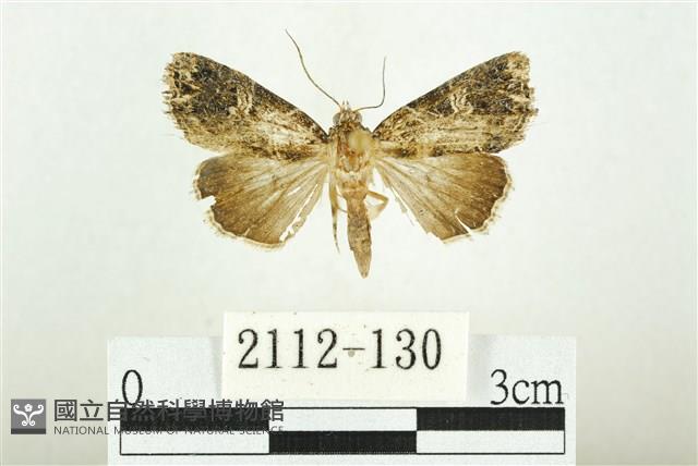 白斑散紋夜蛾藏品圖，第1張