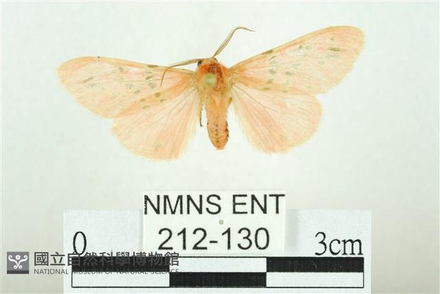 三條橙燈蛾藏品圖，第1張