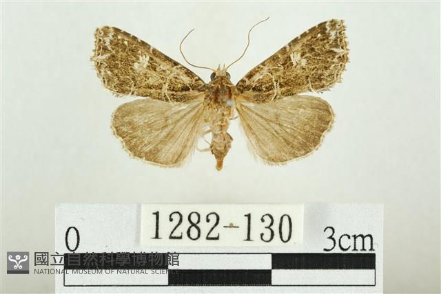 白斑散紋夜蛾藏品圖，第1張