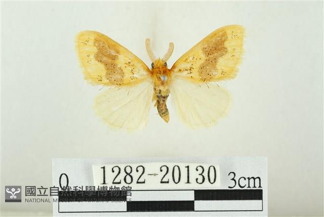寬紋黃毒蛾藏品圖，第1張
