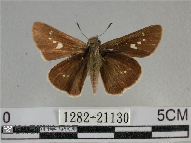 小稻弄蝶藏品圖，第1張