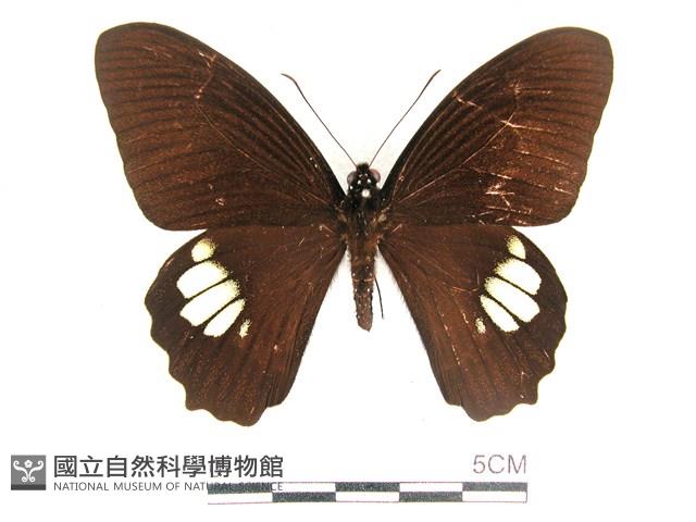 無尾白紋鳳蝶藏品圖，第1張