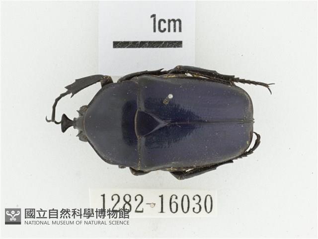 臺灣扇角金龜藏品圖，第1張