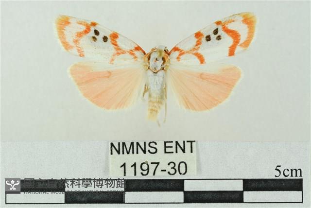 臺雪苔蛾藏品圖，第1張