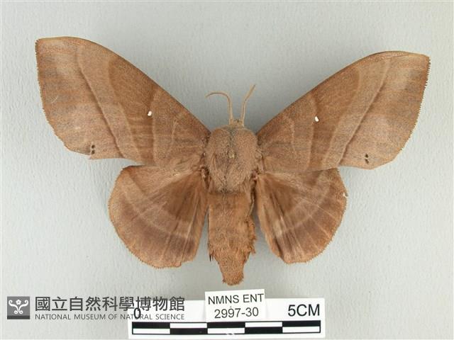 松大毛蟲藏品圖，第1張