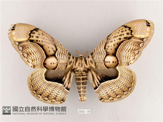 枯球籮紋蛾藏品圖，第1張