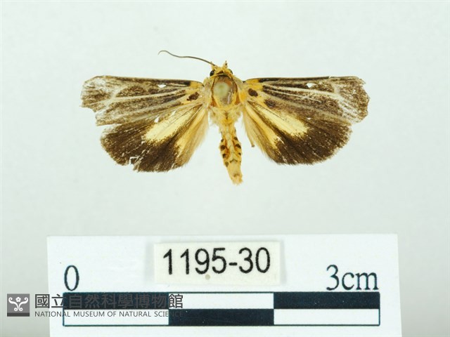 黃肩奇蛾藏品圖，第1張