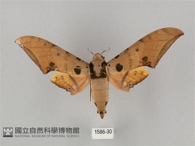 裂斑鷹翅天蛾藏品圖，第1張