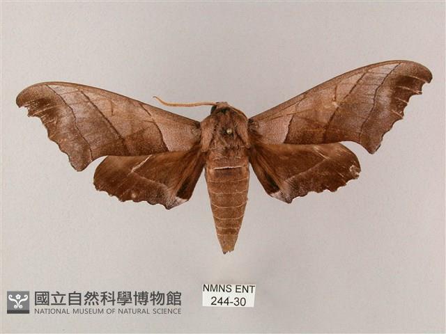 齒翅三線天蛾藏品圖，第1張