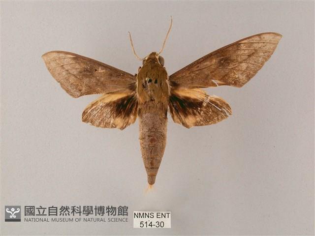 間斷斜紋天蛾藏品圖，第1張