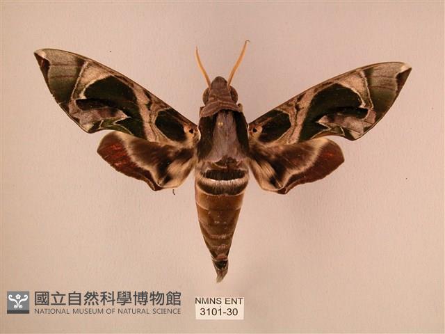 暗綠白腰天蛾藏品圖，第1張