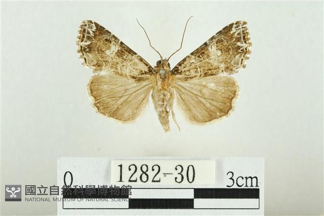 白斑散紋夜蛾藏品圖，第1張