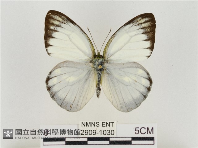 淡褐脈粉蝶藏品圖，第1張